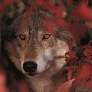 lobo_hojas rojas