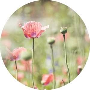 1901369_473293302821152_9058163158244654291_n