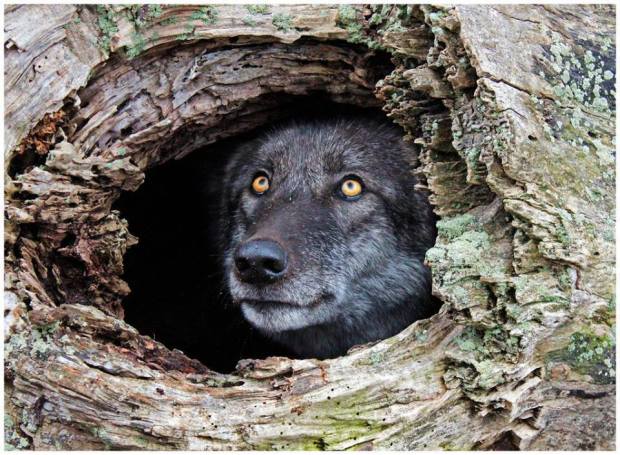 11800285_917116515042975_2359281549609823450_n