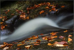 Joaquim Reberté _Tardor al Montseny