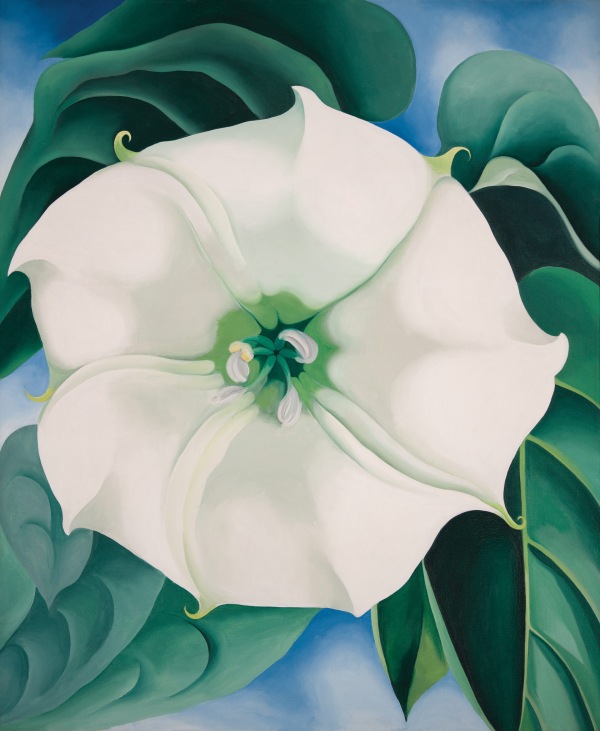 Georgia O'Keeffe_Georgia O'Keeffe_Jimson Weed:White Flower No. 1_1932