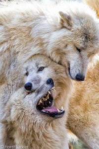 11223759_877149402373020_8782039090530599125_n