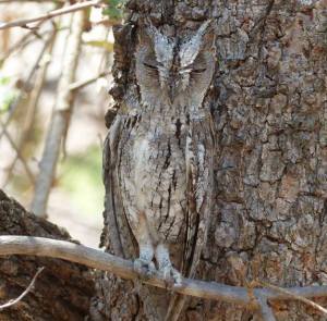 Búho_mimetismo