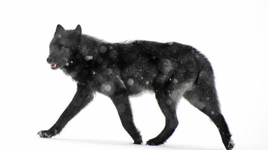 Wolf_Snow