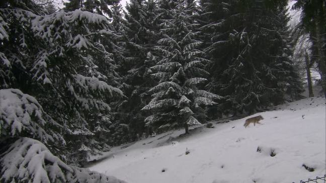 lobo-bosque-de-coniferas-depredador