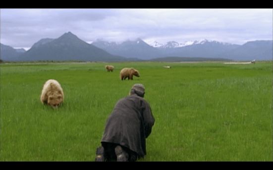 grizzly man bears