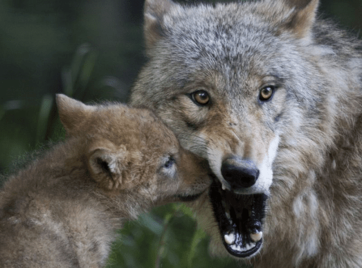 Photo: © Peter Bolliger