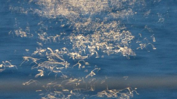 Reflets d'eau ou oiseaux_foto Christine Arnaud