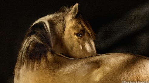 expo_capital animal_casa encendida