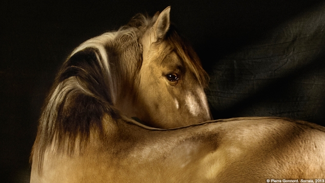 expo_capital animal_casa encendida