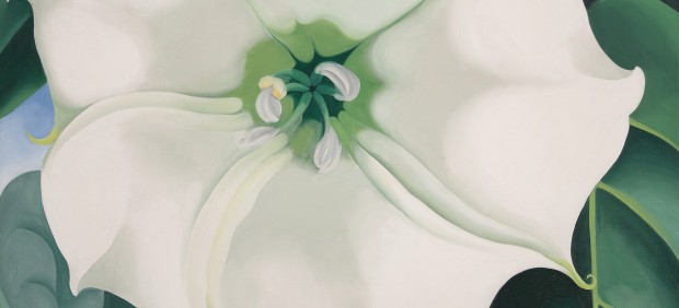 georgia-okeeffe-1887-1986_jimson-weedwhite-flower-no-1