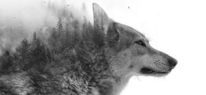 loup-des-bois-illusion-magnifique-photo-wolf